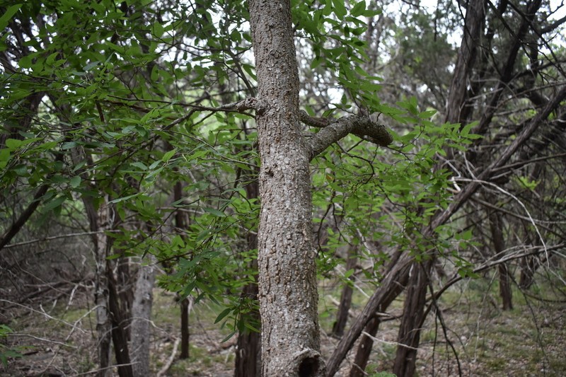 Lindheimer's Hackberry photo 5