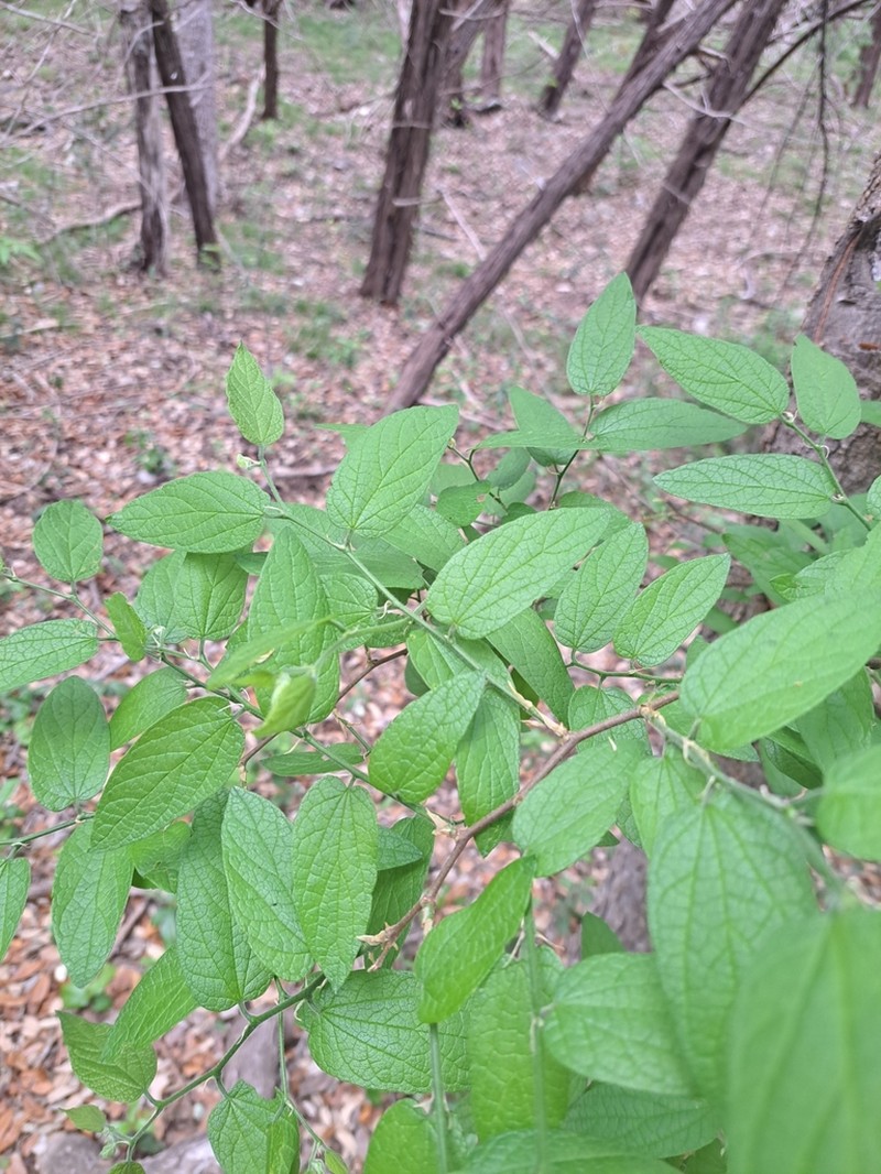 Lindheimer's Hackberry photo 6