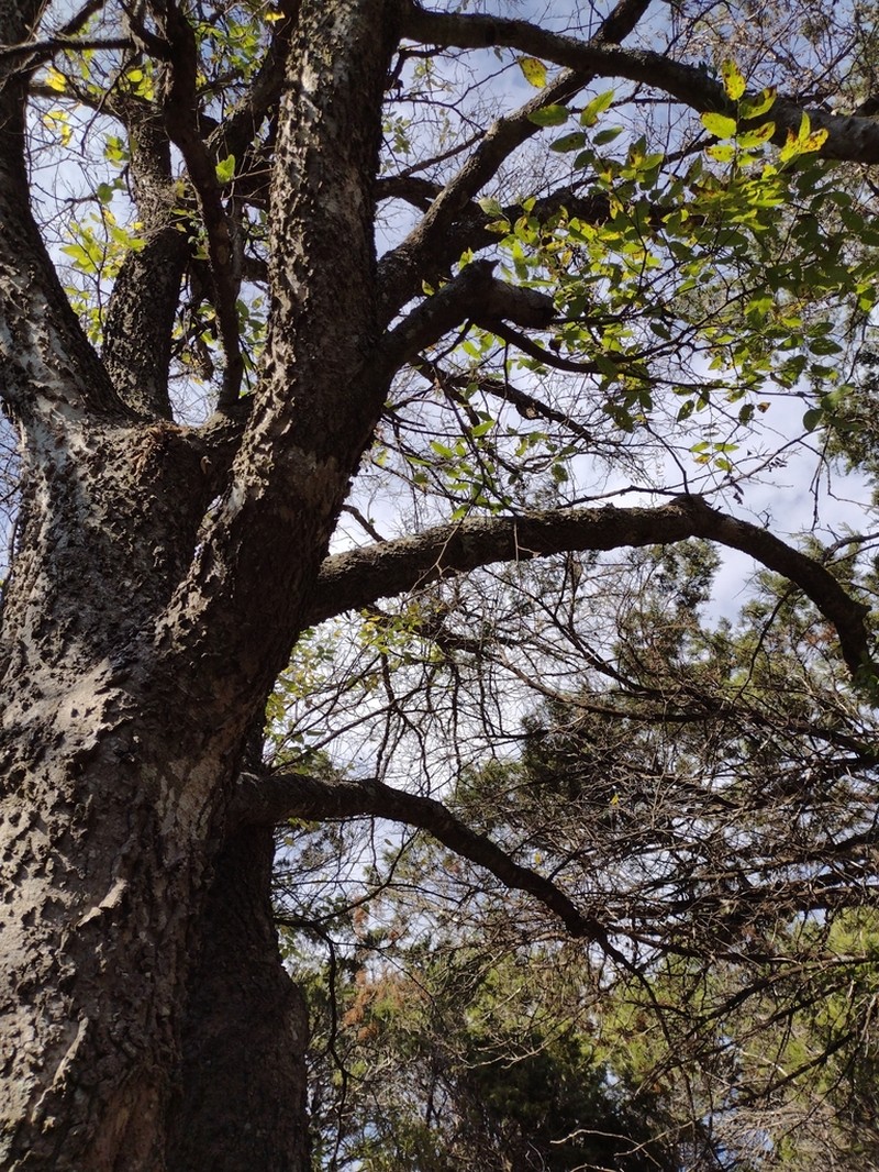 Lindheimer's Hackberry photo 7
