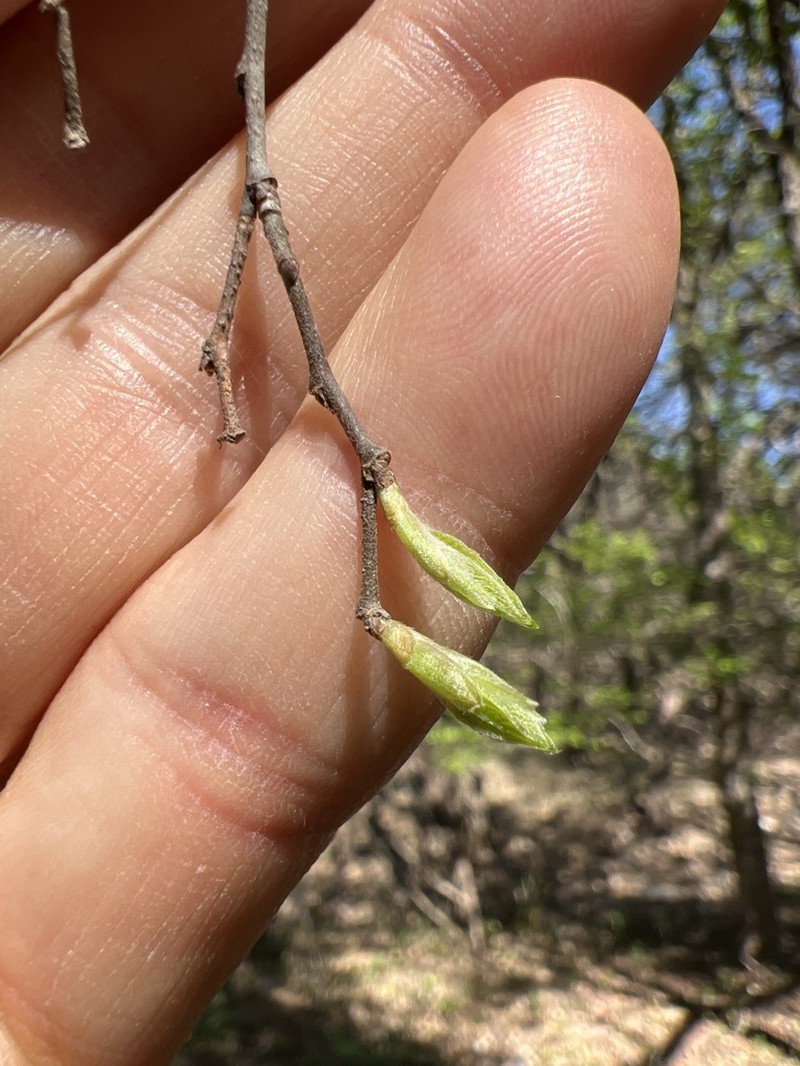 Lindheimer's Hackberry photo 8