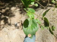 Celtis loxensis