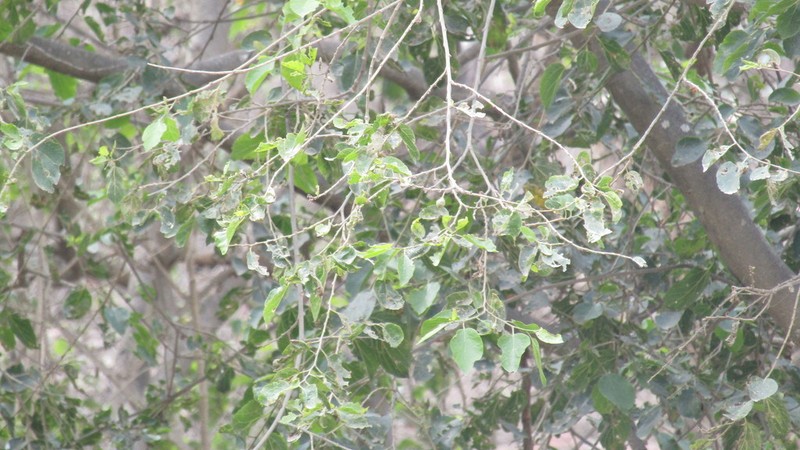 Celtis loxensis photo 2