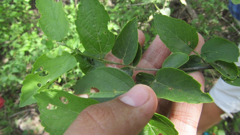 Celtis loxensis photo 3