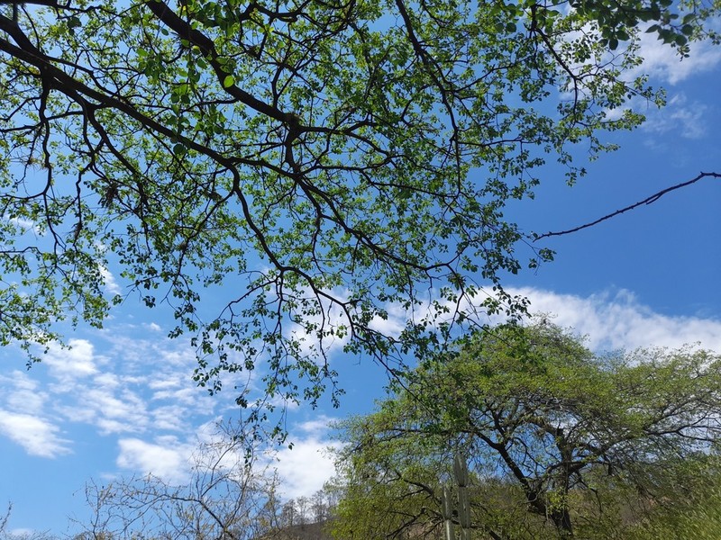 Celtis loxensis photo 4