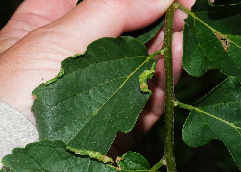 Celtis loxensis photo 5