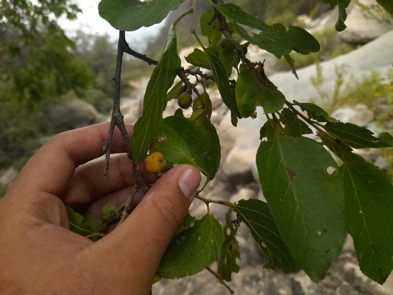 Celtis loxensis photo 6