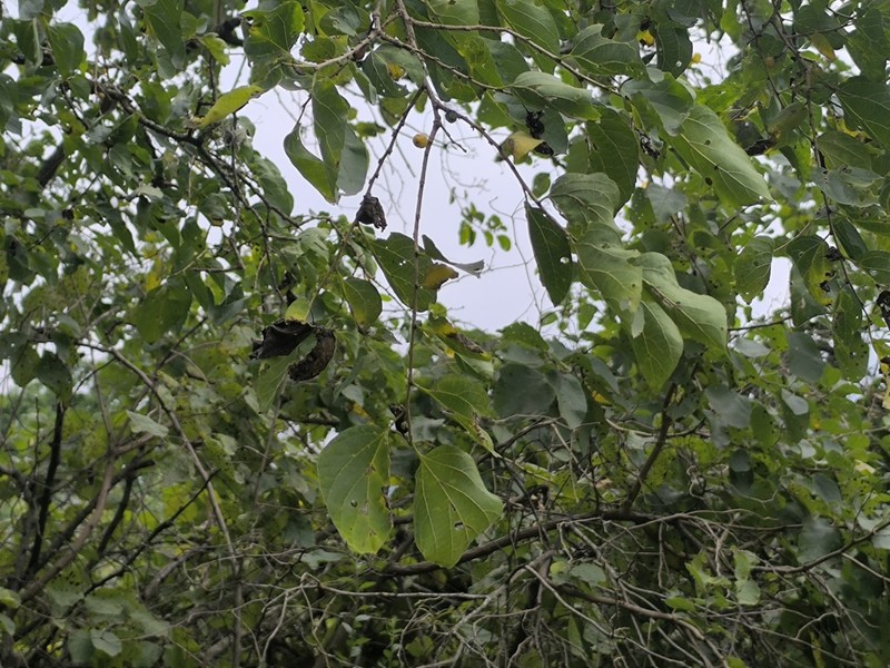 Celtis loxensis photo 7