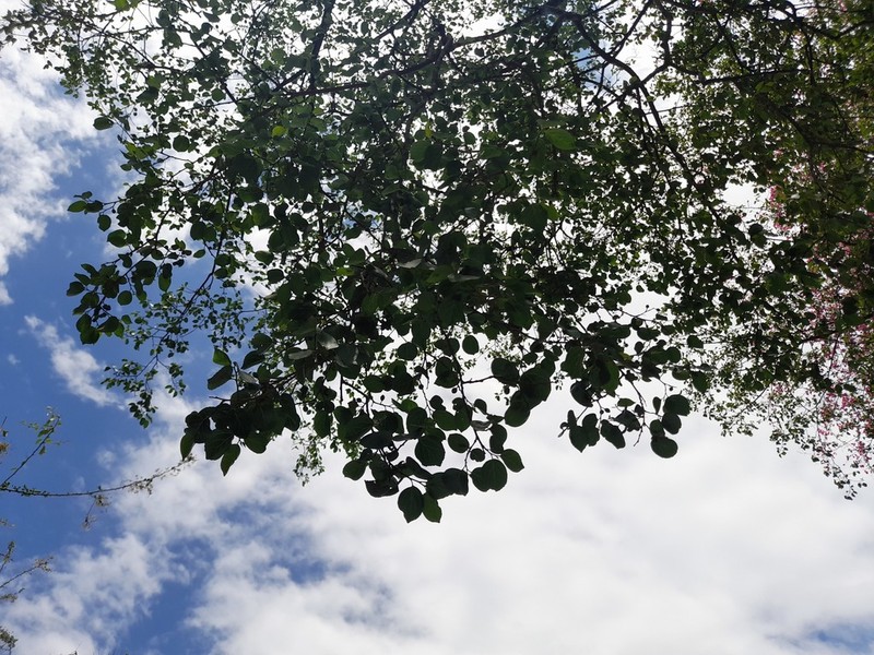 Celtis loxensis photo 8
