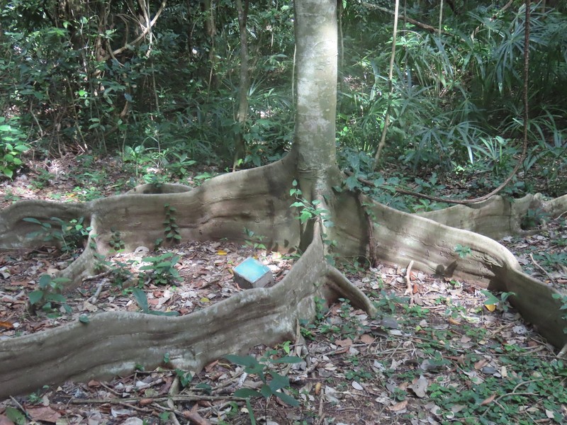 Celtis luzonica