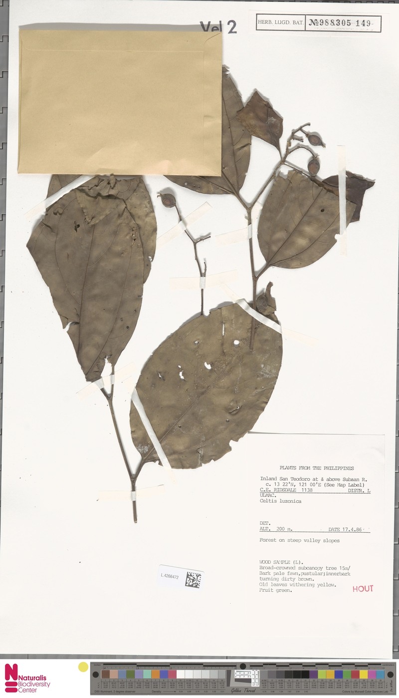 Celtis luzonica photo 2
