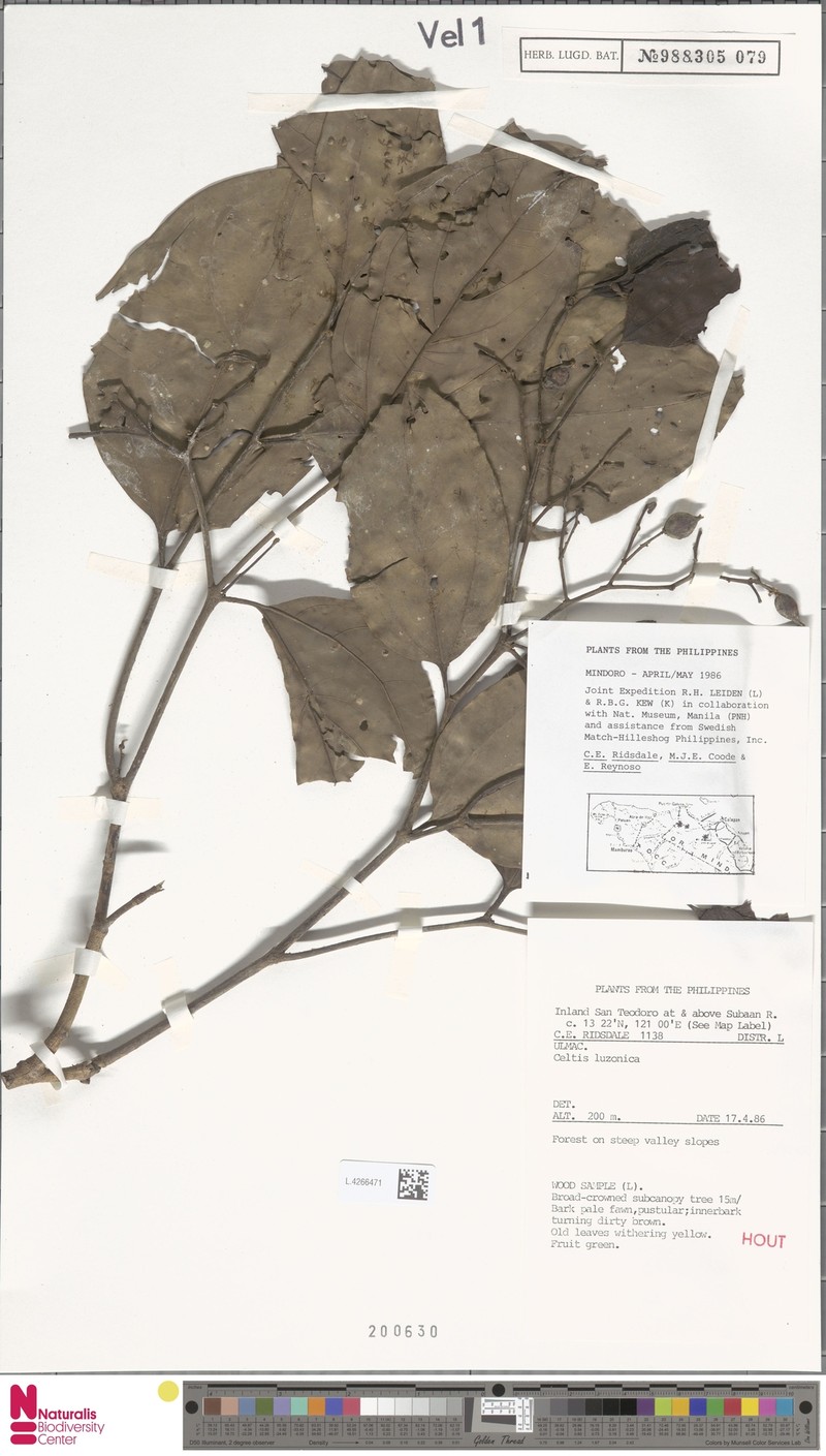 Celtis luzonica photo 3