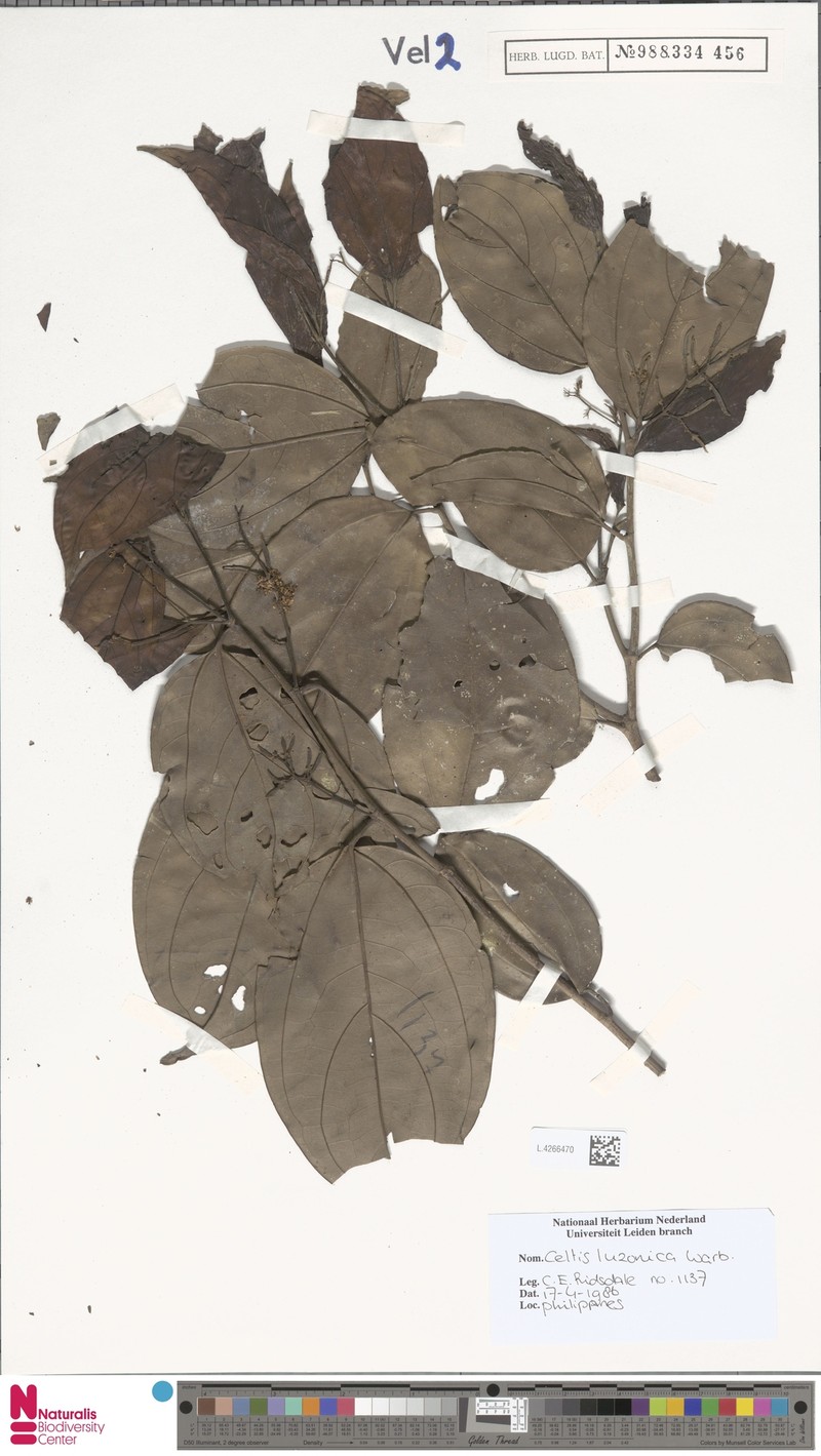 Celtis luzonica photo 4