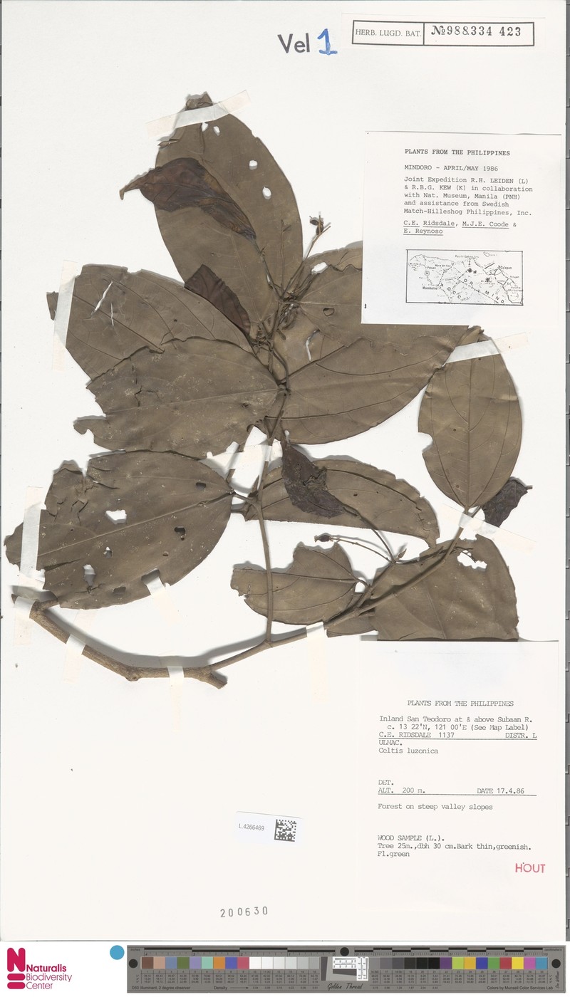 Celtis luzonica photo 5