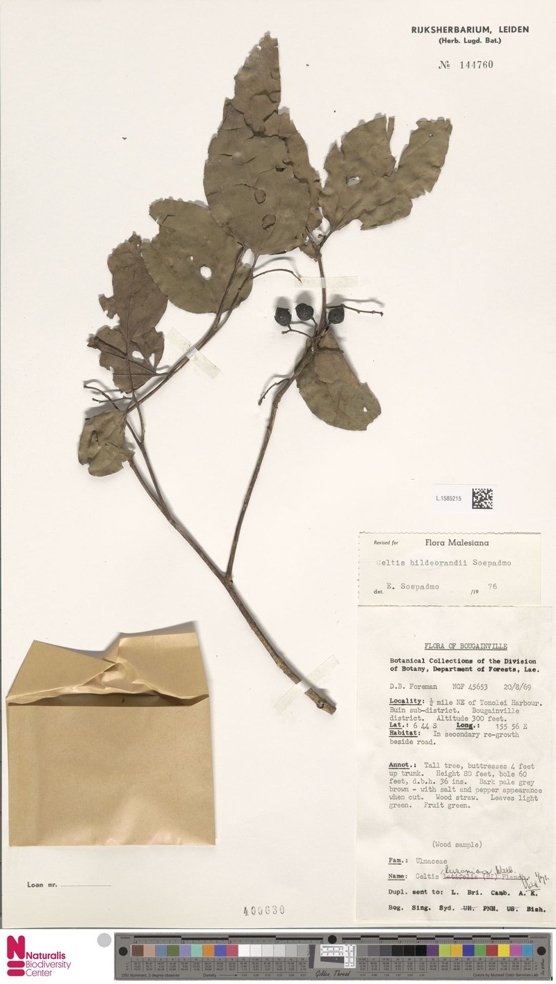 Celtis luzonica photo 6