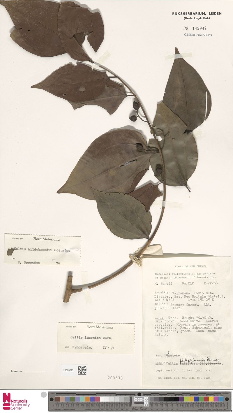 Celtis luzonica photo 7