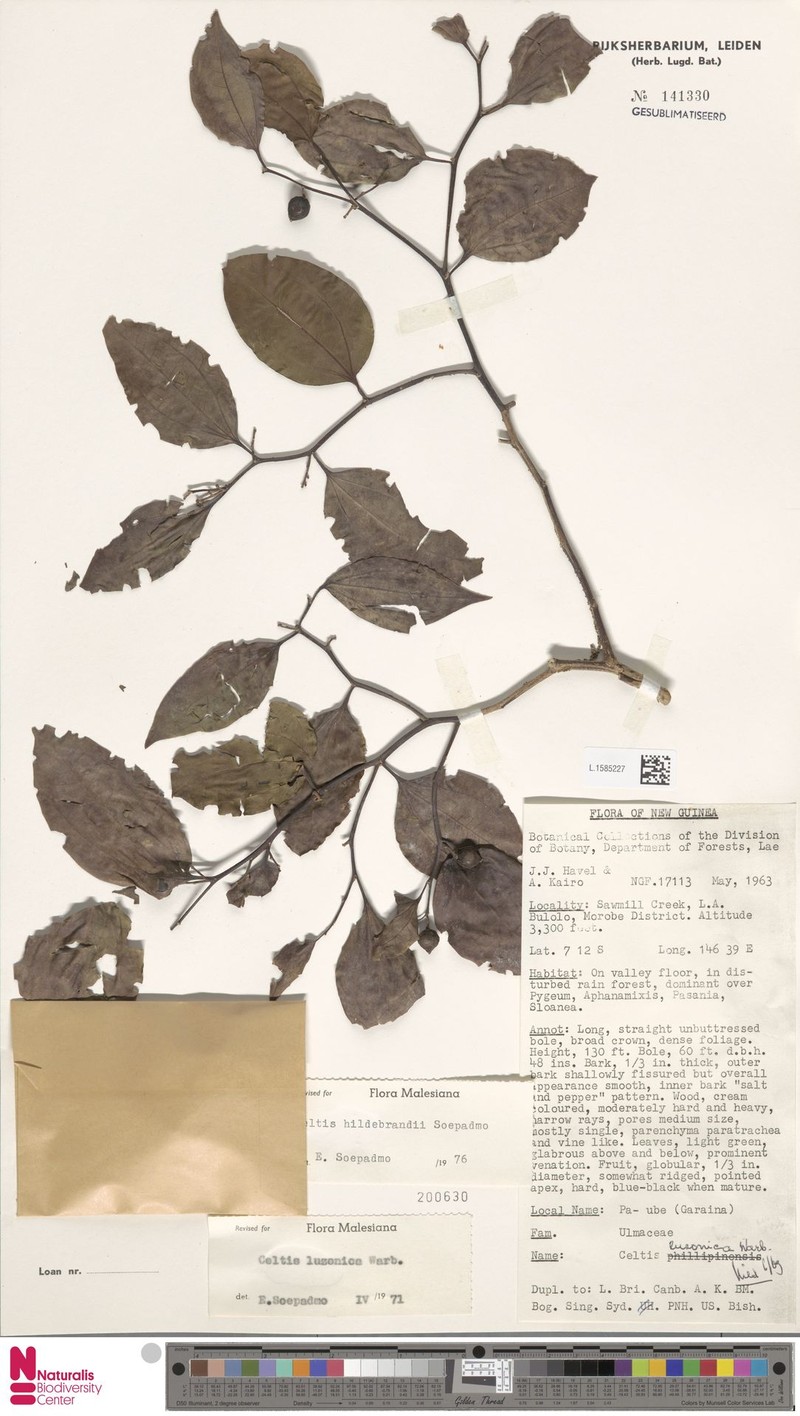 Celtis luzonica photo 8