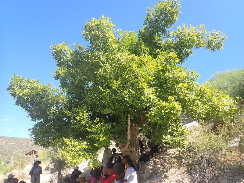 Celtis madagascariensis