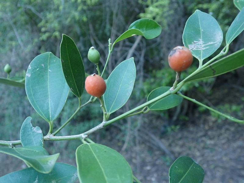 Celtis madagascariensis photo 2