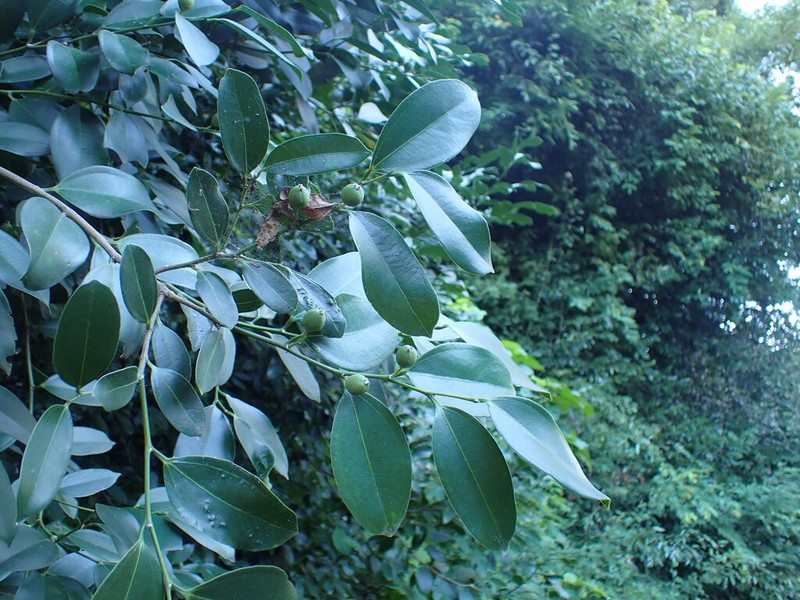 Celtis madagascariensis photo 3