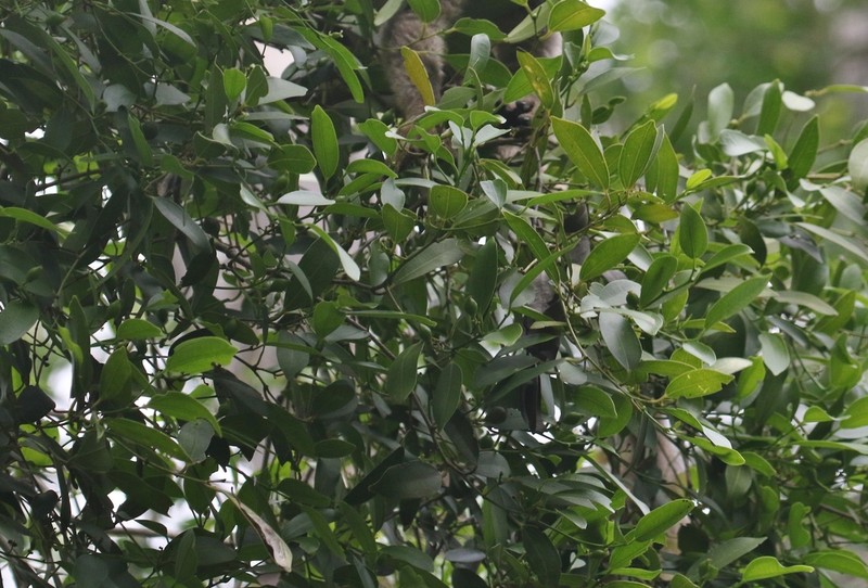 Celtis madagascariensis photo 4
