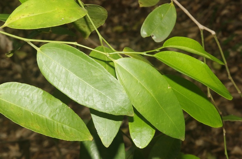 Celtis madagascariensis photo 5