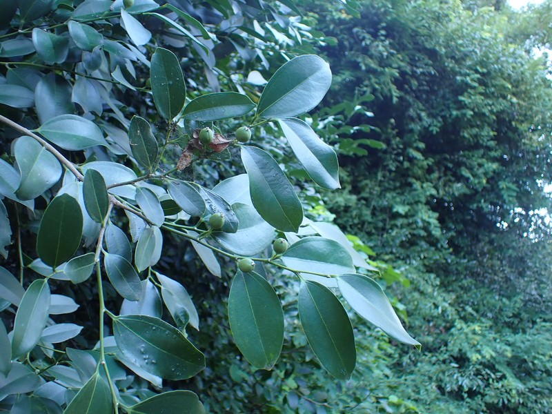 Celtis madagascariensis photo 6