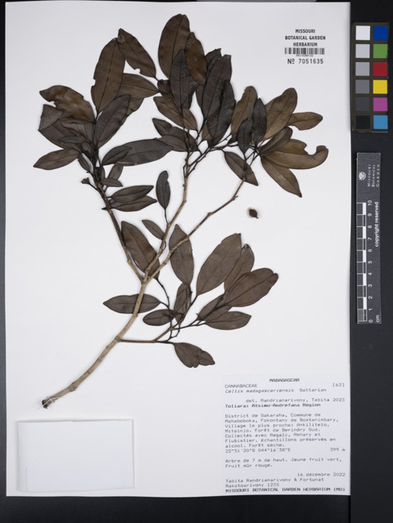 Celtis madagascariensis photo 8