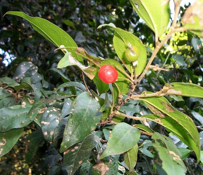 Celtis mildbraedii