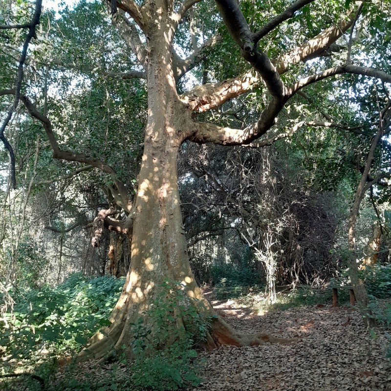 Celtis mildbraedii photo 2