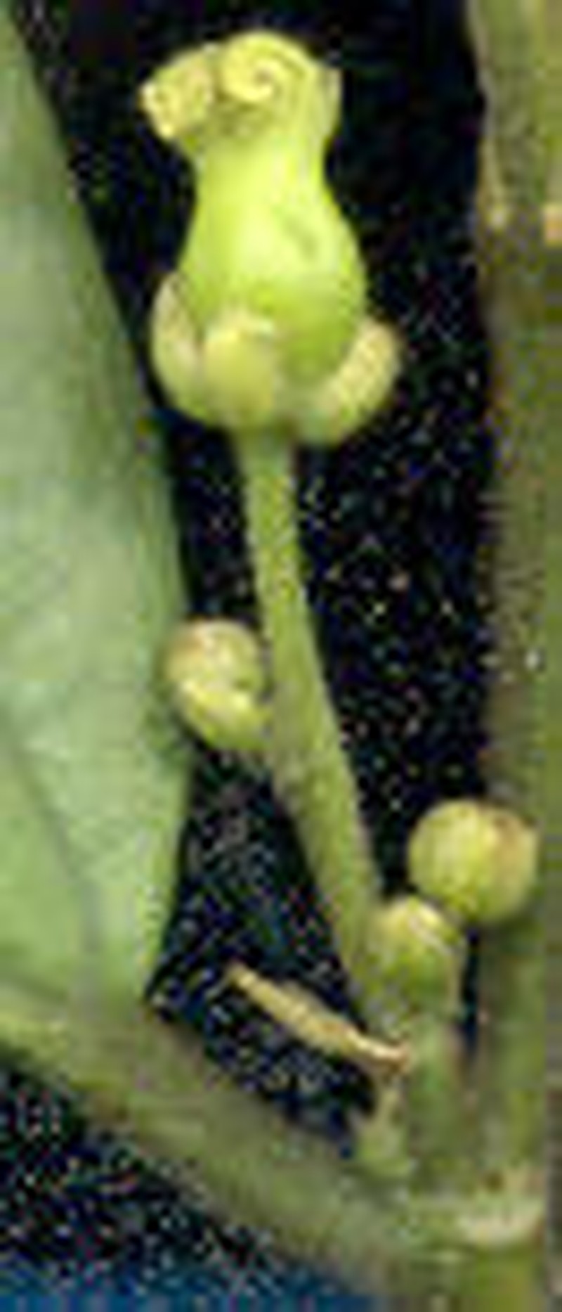 Celtis mildbraedii photo 3