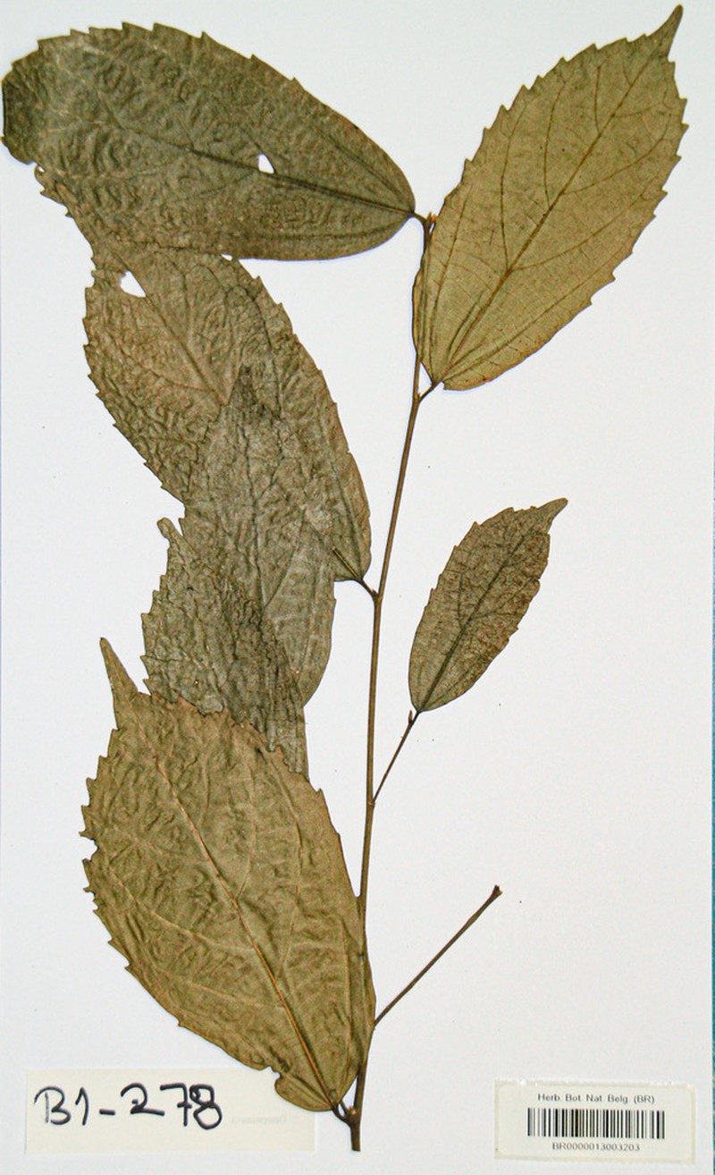 Celtis mildbraedii photo 4