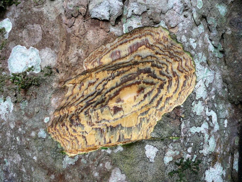 Celtis mildbraedii photo 5