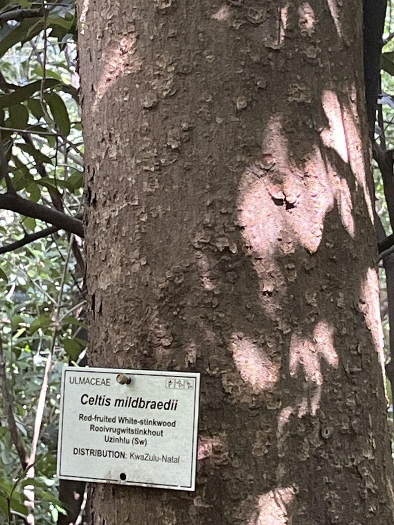 Celtis mildbraedii photo 6