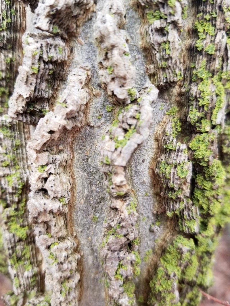 Common Hackberry photo 2