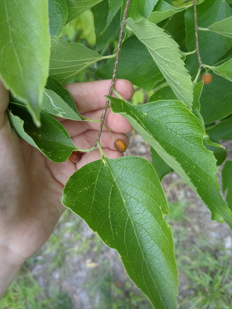Common Hackberry photo 5
