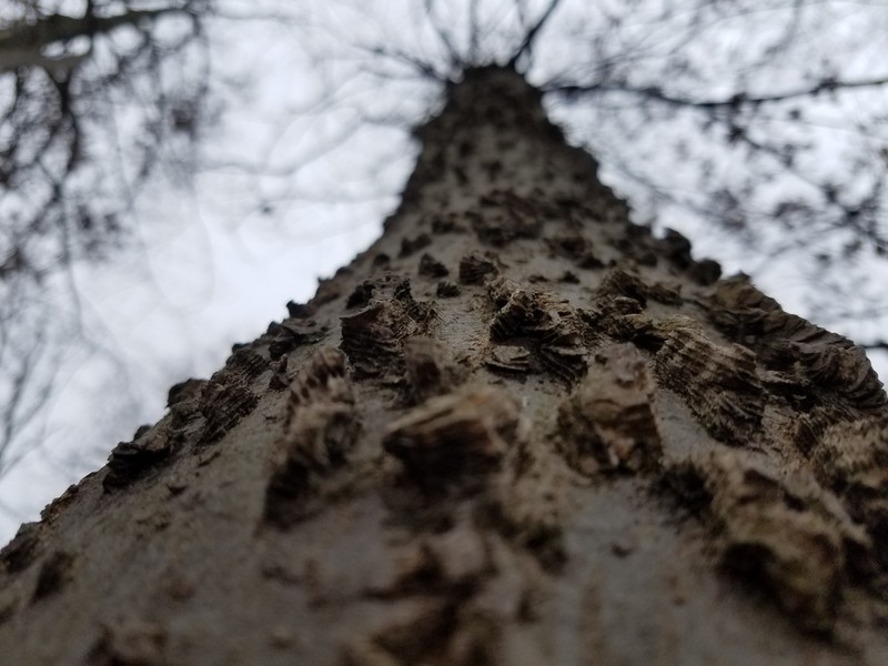 Dwarf Hackberry