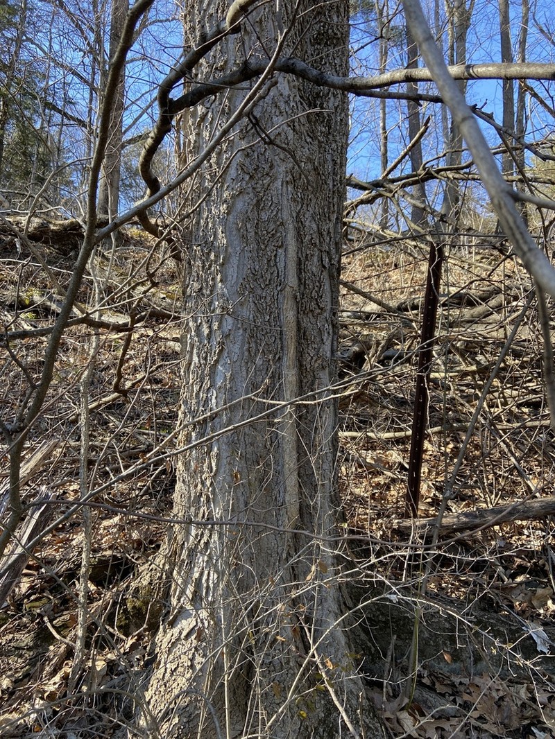 Dwarf Hackberry photo 3