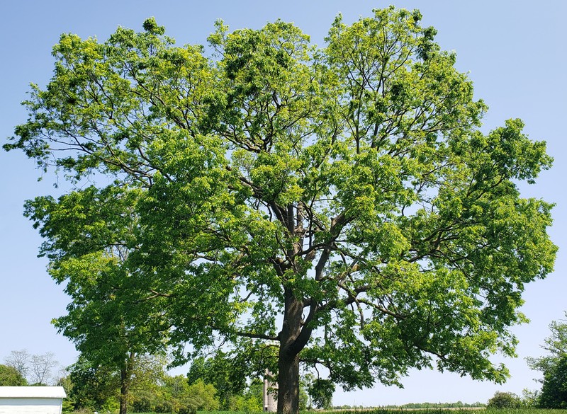 Dwarf Hackberry photo 4