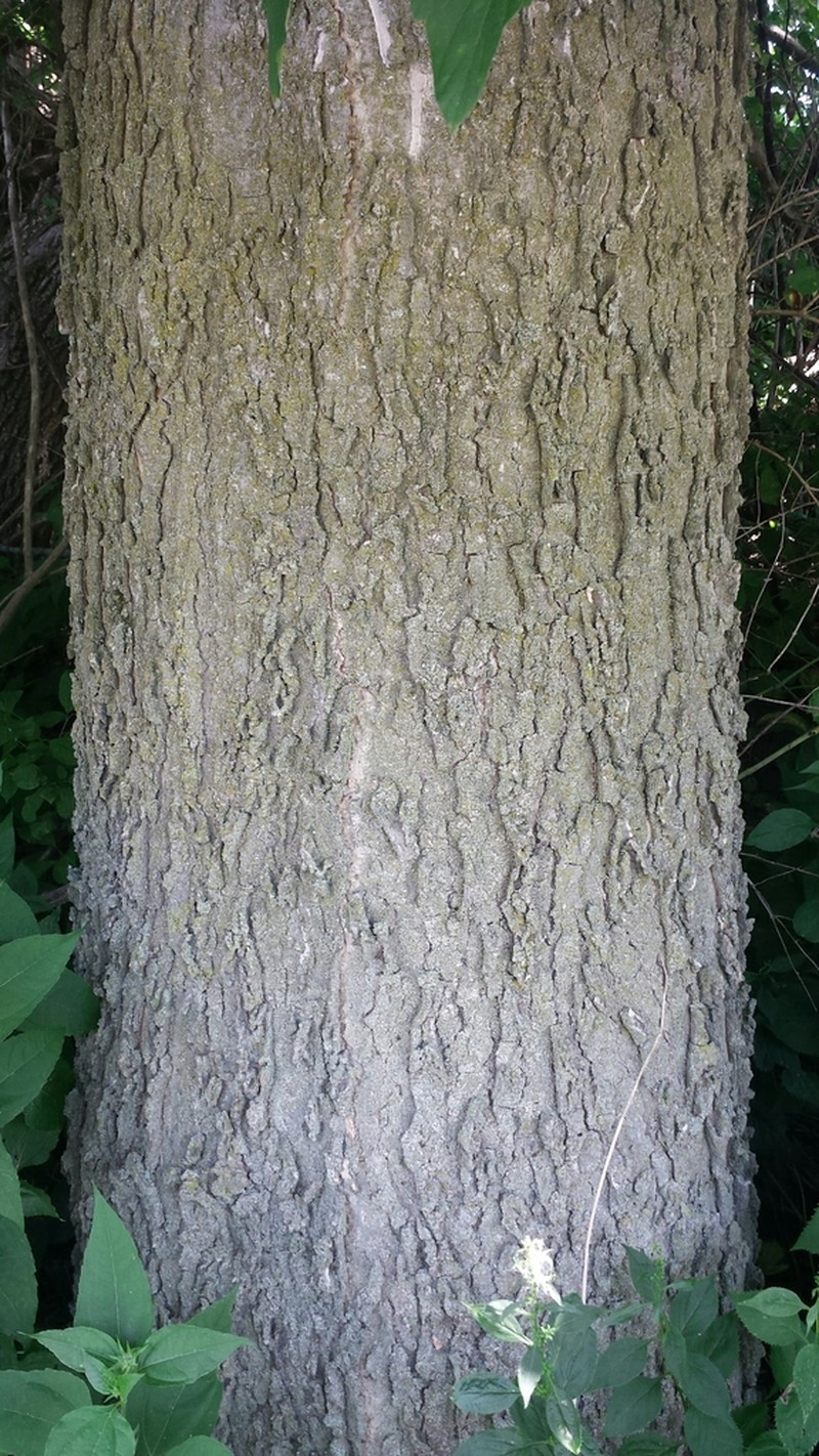 Dwarf Hackberry photo 6