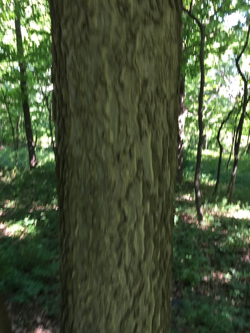 Dwarf Hackberry photo 8