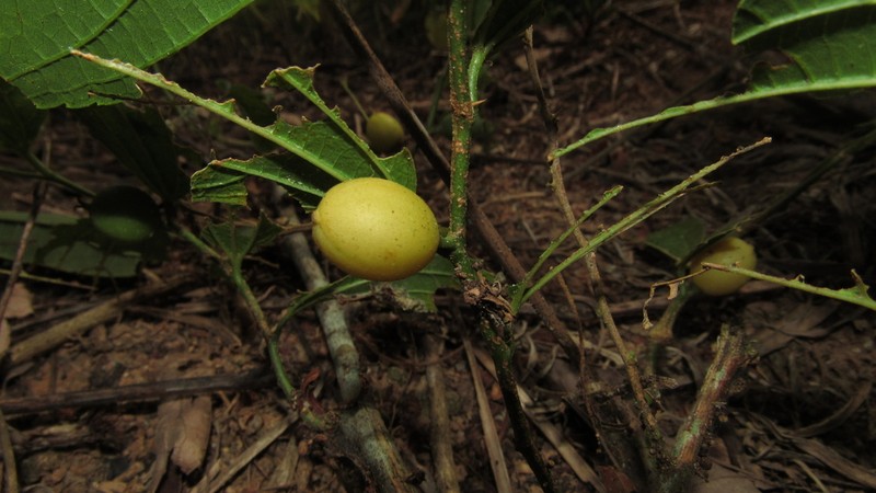 Celtis orthacanthos