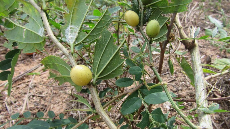 Celtis orthacanthos photo 2