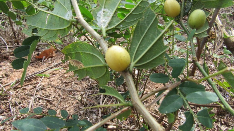 Celtis orthacanthos photo 3
