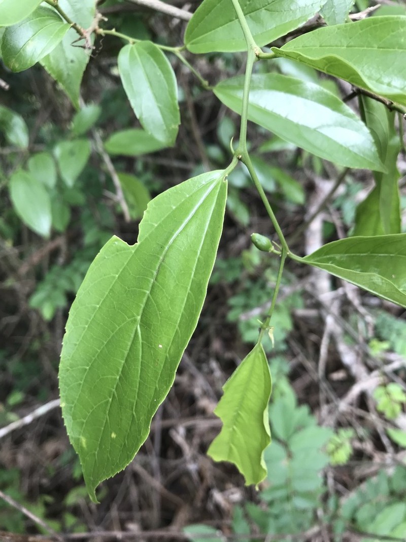 Celtis orthacanthos photo 5