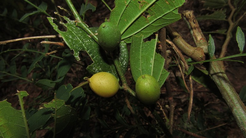 Celtis orthacanthos photo 6