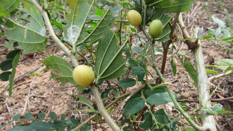 Celtis orthacanthos photo 7