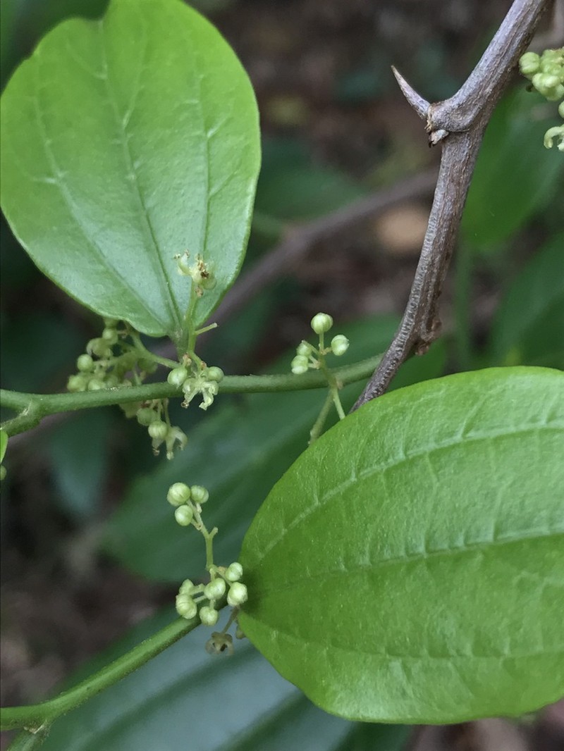 Celtis orthacanthos photo 8