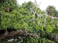 Celtis pacifica