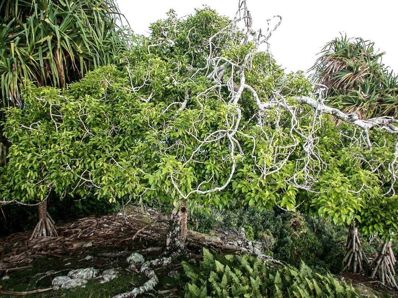 Celtis pacifica