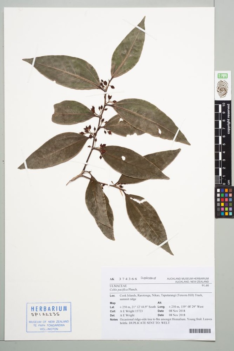 Celtis pacifica photo 2